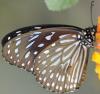 Tirumala septentrionalis